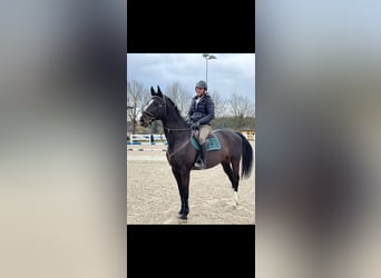 Württemberger, Castrone, 13 Anni, 171 cm, Baio nero