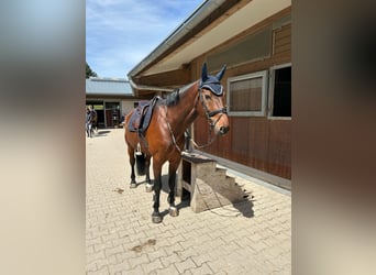 Württemberger, Castrone, 13 Anni, 173 cm, Baio