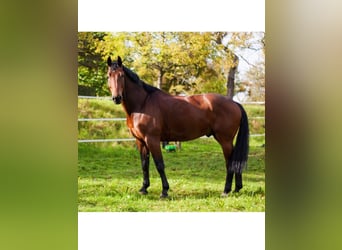 Württemberger, Castrone, 13 Anni, 173 cm, Baio