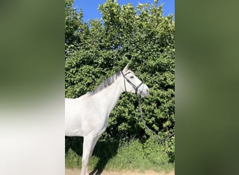 Württemberger, Castrone, 13 Anni, 175 cm, Grigio