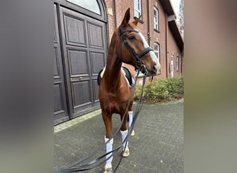 Württemberger, Castrone, 13 Anni, 175 cm, Sauro