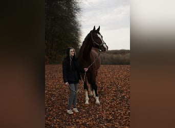 Württemberger, Castrone, 13 Anni, 180 cm, Baio