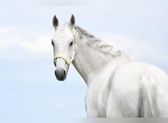 Württemberger, Castrone, 14 Anni, 167 cm, Grigio