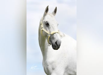 Württemberger, Castrone, 14 Anni, 167 cm, Grigio