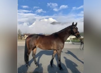 Württemberger, Castrone, 14 Anni, 170 cm, Baio