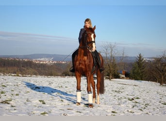 Württemberger, Castrone, 14 Anni, 174 cm, Sauro