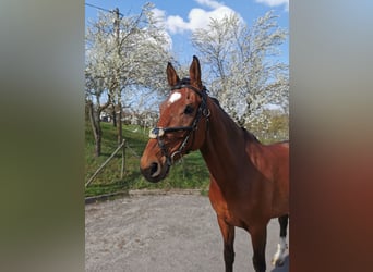 Württemberger, Castrone, 14 Anni, 175 cm, Baio