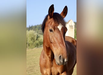 Württemberger Mix, Castrone, 15 Anni, 163 cm, Baio