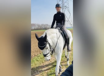 Württemberger, Castrone, 15 Anni, 168 cm, Grigio