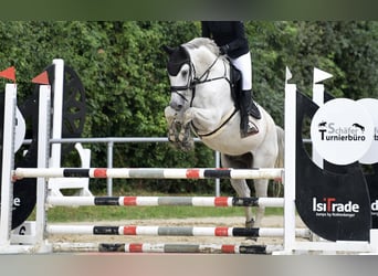 Württemberger, Castrone, 15 Anni, 168 cm, Grigio