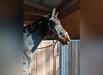 Württemberger, Castrone, 15 Anni, 171 cm, Baio