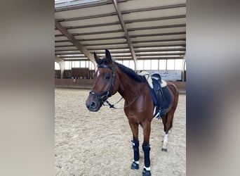 Württemberger, Castrone, 15 Anni, 175 cm, Baio