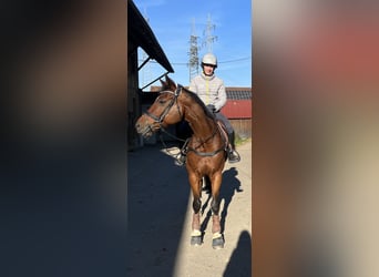 Württemberger, Castrone, 15 Anni, 175 cm, Baio