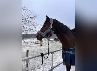 Württemberger, Castrone, 15 Anni, 186 cm, Baio