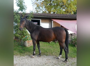 Württemberger, Castrone, 16 Anni, 164 cm, Baio