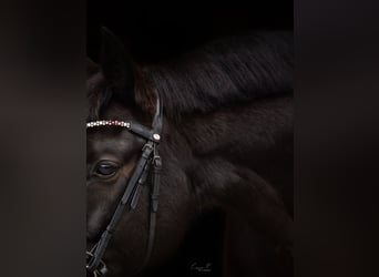 Württemberger, Castrone, 16 Anni, 168 cm, Baio scuro