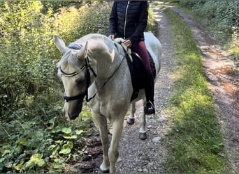 Württemberger, Castrone, 19 Anni, 165 cm, Grigio trotinato