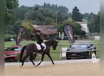 Württemberger, Castrone, 5 Anni, 172 cm, Morello