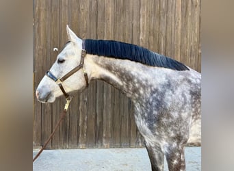 Württemberger, Castrone, 6 Anni, 170 cm, Grigio