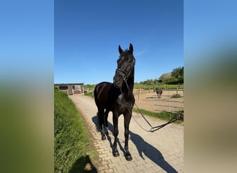 Württemberger, Castrone, 6 Anni, 178 cm, Morello