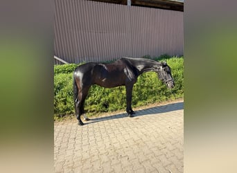 Württemberger, Castrone, 6 Anni, 178 cm, Morello