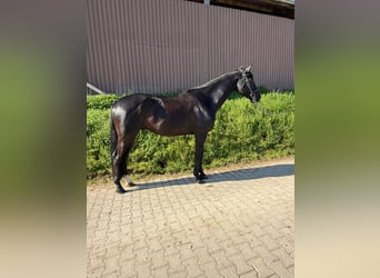 Württemberger, Castrone, 6 Anni, 178 cm, Morello