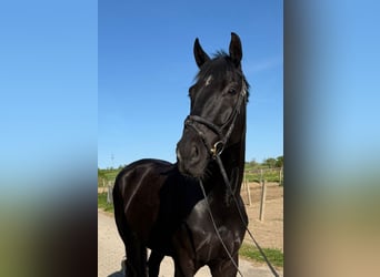 Württemberger, Castrone, 6 Anni, 178 cm, Morello