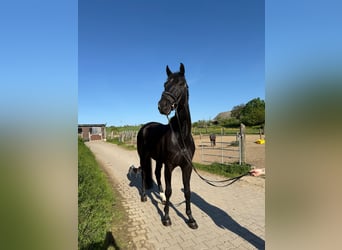 Württemberger, Castrone, 6 Anni, 178 cm, Morello
