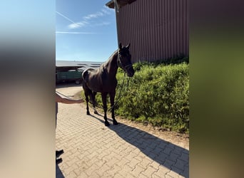 Württemberger, Castrone, 6 Anni, 178 cm, Morello