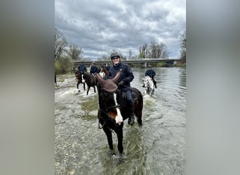 Württemberger, Castrone, 6 Anni, 179 cm, Baio