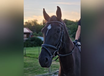 Württemberger, Castrone, 7 Anni, 172 cm, Morello
