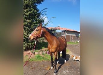 Württemberger, Castrone, 8 Anni, 165 cm, Baio