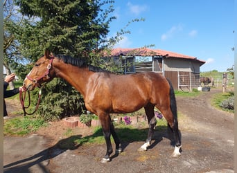 Württemberger, Castrone, 8 Anni, 165 cm, Baio