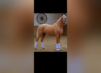 Württemberger, Castrone, 9 Anni, 175 cm, Palomino
