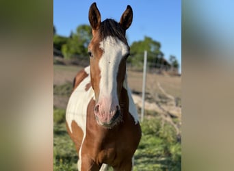 Württemberger, Étalon, 2 Ans, 170 cm, Pinto