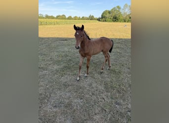 Württemberger, Étalon, Poulain (06/2026), Bai