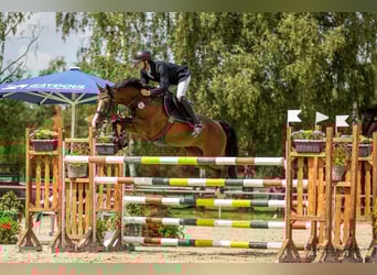 Württemberger, Giumenta, 11 Anni, 165 cm, Baio