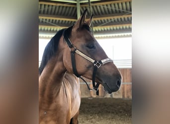 Württemberger, Giumenta, 13 Anni, 163 cm, Baio