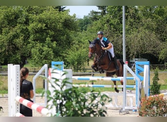 Württemberger, Giumenta, 13 Anni, 167 cm, Baio