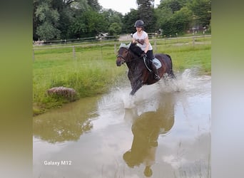 Württemberger, Giumenta, 13 Anni, 169 cm, Baio nero