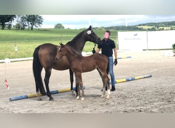 Württemberger, Giumenta, 15 Anni, 162 cm, Baio