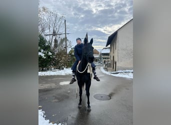 Württemberger Mix, Giumenta, 15 Anni, 162 cm, Baio nero