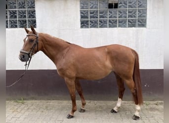 Württemberger, Giumenta, 15 Anni, 163 cm, Sauro