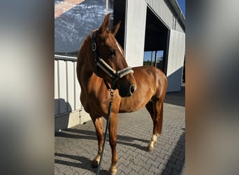 Württemberger, Giumenta, 15 Anni, 163 cm, Sauro