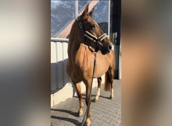 Württemberger, Giumenta, 15 Anni, 163 cm, Sauro