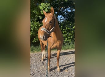 Württemberger, Giumenta, 15 Anni, 163 cm, Sauro