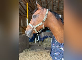 Württemberger, Giumenta, 15 Anni, 165 cm, Baio