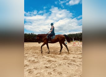 Württemberger, Giumenta, 15 Anni, 167 cm, Baio