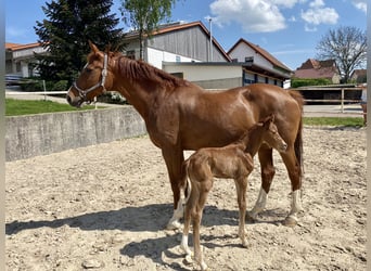 Württemberger, Giumenta, 15 Anni, 173 cm, Sauro