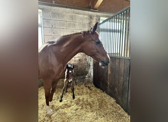 Württemberger, Giumenta, 15 Anni, 173 cm, Sauro